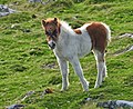 Dartmoor Pony